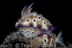 Nudi branch mating, captured with Canon 400D, Sea and sea... by Teguh Tirtaputra 